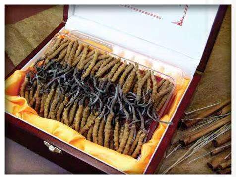 华容冬虫夏草回收